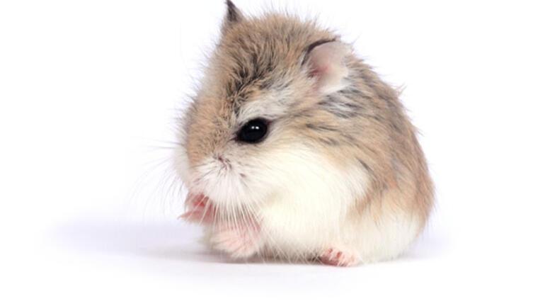 Hamster Türleri ve İsimleri Nedir Hamster Özellikleri Nelerdir