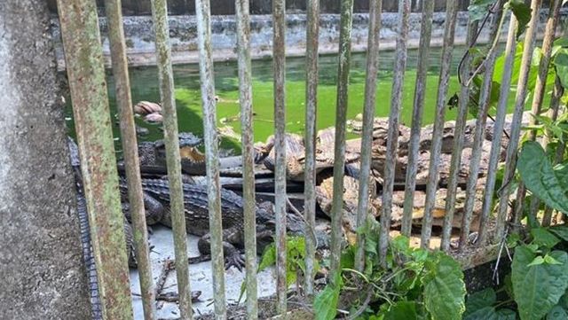 Tayland'da akılalmaz olay! Ölüme terk edilen timsahlar birbirini yedi