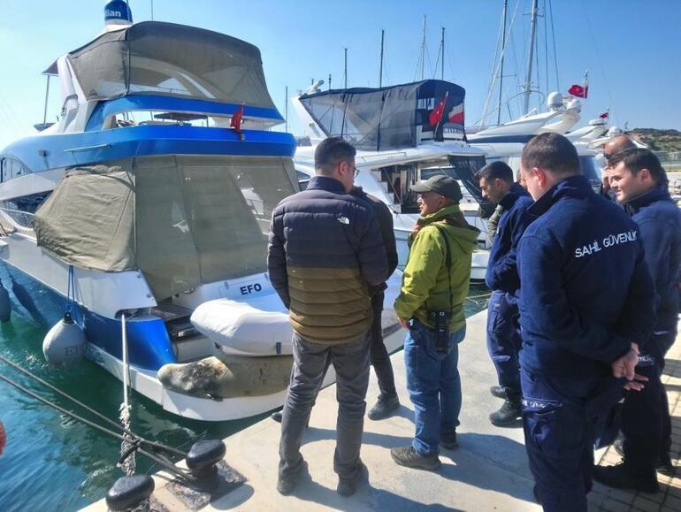 Türkiyede sadece 100 tane var Didimde Akdeniz foku tekneye çıktı