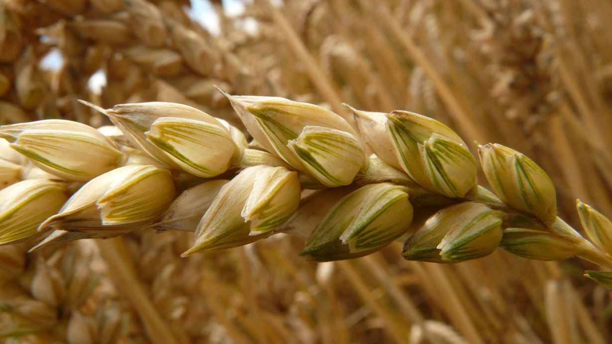 Buğday ve arpa fiyatlarında düşüş